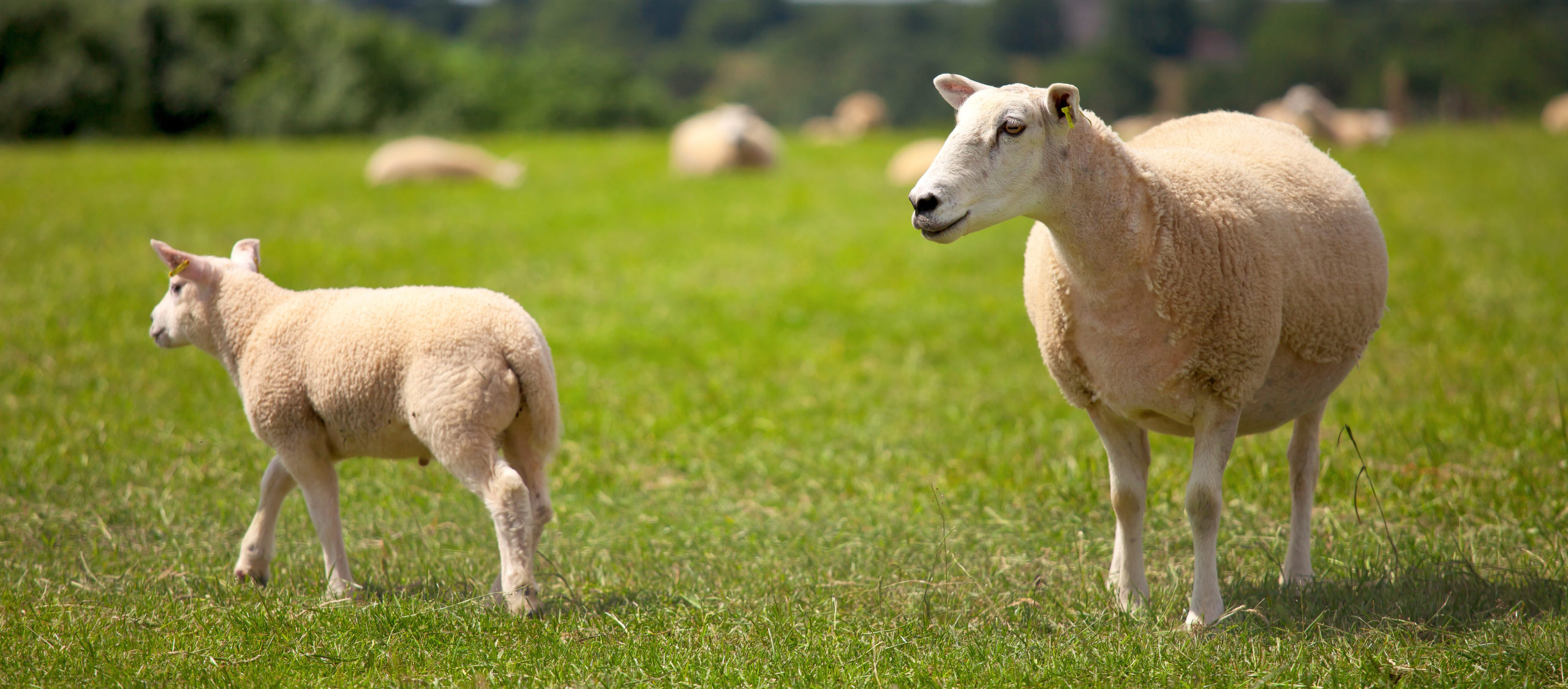 Lammas ja karitsa pellolla